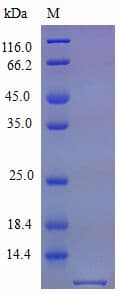Mouse CXCL3 / GRO Gamma Protein (Recombinant)