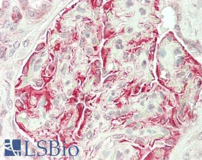 IHC-plus™ TRIP230 / TRIP11 Antibody (aa25-75)