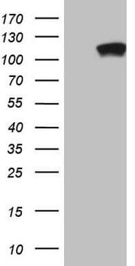 PCDHGC5 Antibody (aa35-258, clone OTI1A6)