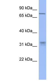 PRDM8 Antibody (C-Terminus)