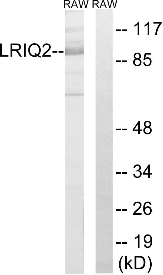 Polyclonal Rabbit anti-Human CEP97 Antibody (aa581-630, WB)