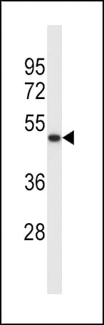 SYT5 Antibody (aa138-167)