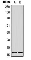 Histone H3 Antibody (N-Terminus)