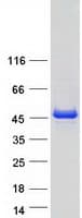 Human MAPKAPK2 / MAPKAP Kinase 2 Protein (Recombinant Myc-DDK (Flag))