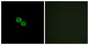 OR8K3 Antibody (aa236-285)