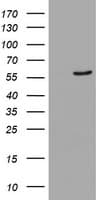 CYP2A6 Antibody (clone OTI9G3)