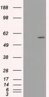 Monoclonal Mouse anti-Human CYP2E1 Antibody (clone OTI9E6, IHC, IF, WB)
