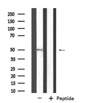 NIM1K / NIM1 Antibody