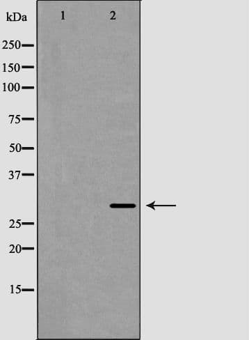 XBP1 Antibody (aa200-250)