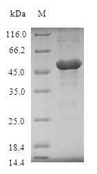 Human TICAM2 / TRAM Protein (Recombinant GST, N-terminus)