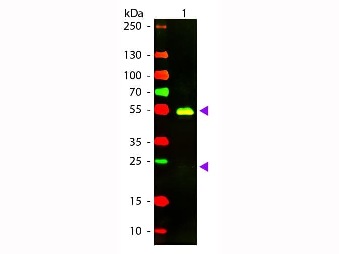 Goat Anti-Rabbit IgG Secondary Antibody (TR)