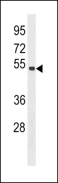 SPAG6 Antibody (aa422-448)