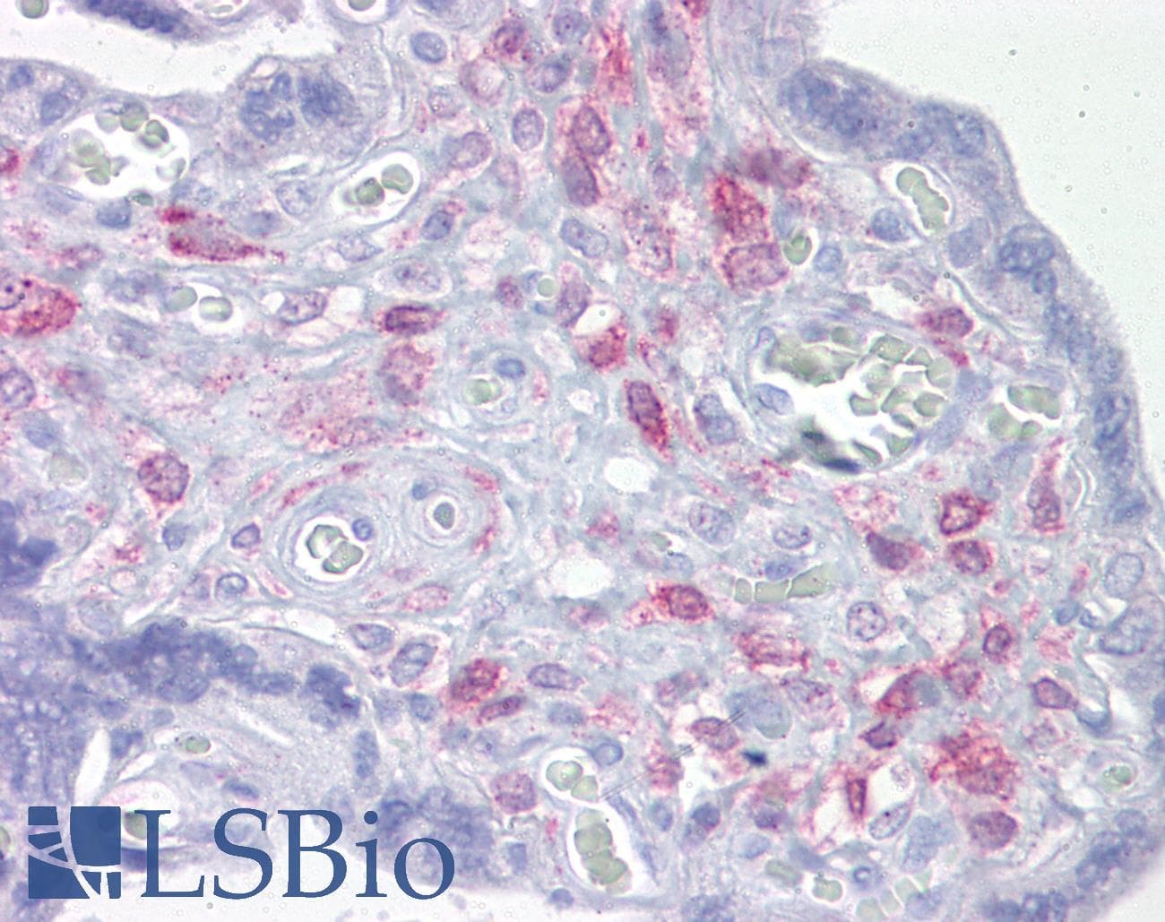 ING3 Antibody (aa216-265)