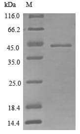 Mouse CYR61 Protein (Recombinant 10His, N-terminus)