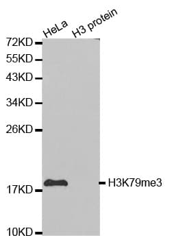 Histone H3 Antibody (Tri-Methyl-Lys79)