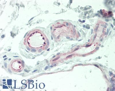 PathPlus™ THBD / CD141 / Thrombomodulin Antibody (C-Terminus)