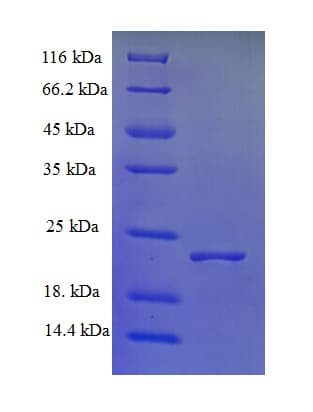 E. coli luxS Protein (Recombinant His)
