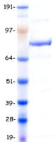 Human MLH1 Protein (Recombinant Myc-DDK (Flag))