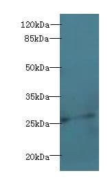 EFNA3 / Ephrin A3 Antibody (aa23-214)