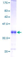 Human SIVA1 / SIVA Protein (Recombinant GST)