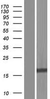BIRC5 / Survivin Protein (Over-Expression Lysate Myc-DDK (Flag))