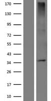 Human OR5W2 Protein (Over-Expression Lysate Myc-DDK (Flag))