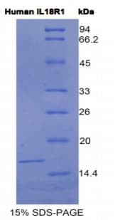 Human CDw218a / IL18R1 Protein (Recombinant His)