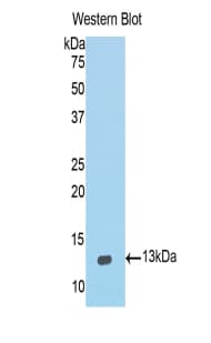 IL4 Antibody (aa66-120, PE)