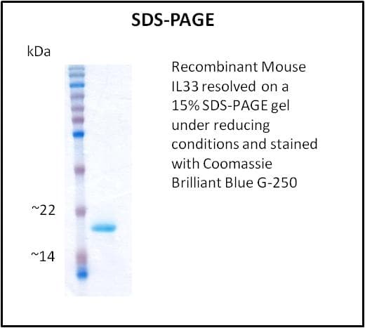 Mouse IL-33 Protein (Recombinant)