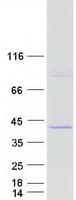 Human CASP9 / Caspase 9 Protein (Recombinant Myc-DDK (Flag))