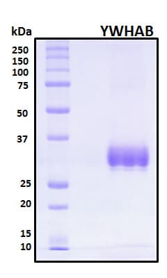 Human YWHAB / 14-3-3 Beta Protein (Recombinant His, N-Terminal)