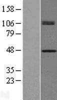 CHID1 Protein (Over-Expression Lysate Myc-DDK (Flag))