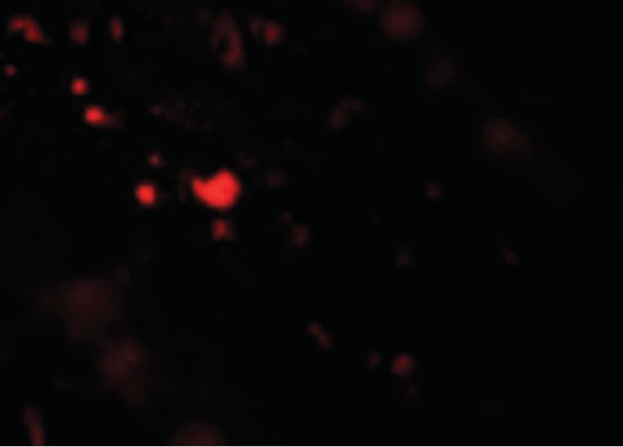 TFF3 / Trefoil Factor 3 Antibody
