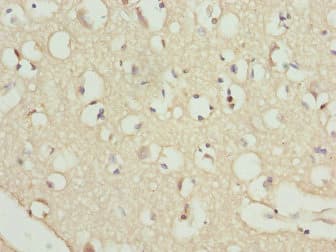 RFPL2 Antibody