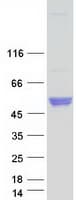 Human NPTX2 Protein (Recombinant Myc-DDK (Flag))