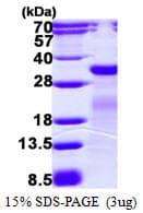 E. coli mutM Protein (Recombinant His)