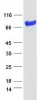 Human TXLNA / Alpha Taxilin Protein (Recombinant Myc-DDK (Flag))