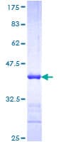 Human NEFH / NF-H Protein (Recombinant GST, N-terminus)