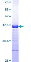 Human c-CBL Protein (Recombinant GST, N-terminus)