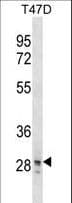 SNAI3 Antibody (aa1-29)