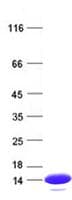 Human IL2 Protein (Recombinant)