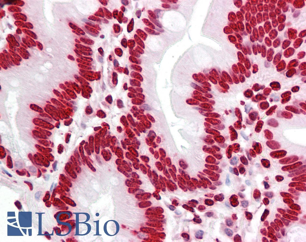 IHC-plus™ Polyclonal Rabbit anti-Human Histone H4 Antibody (aa10-59, IHC, IF, WB)