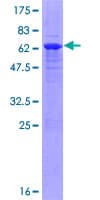 Human TRIM69 / Trif Protein (Recombinant GST)