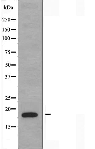 PBOV1 Antibody