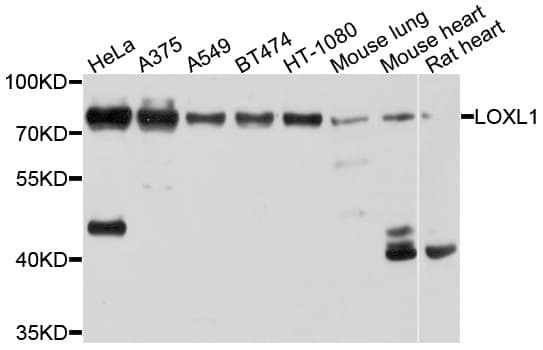 LOXL1 Antibody