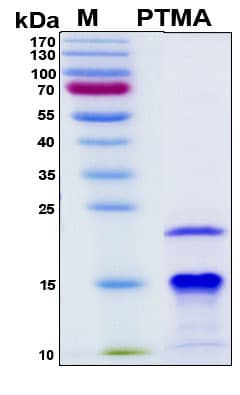 Human PTMA / Prothymosin Alpha Protein (Recombinant 6His, N-terminus)