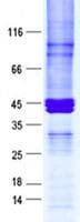 Human GSTM1 Protein (Recombinant GST, N-terminus + His, C-terminus)