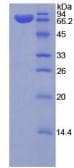 Rat KL / Klotho Protein (Recombinant 6His, N-terminus)