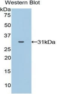 GRAP2 / GRID Antibody (aa15-247, PE)