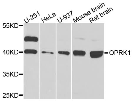 OPRK1 / Kappa Opioid Receptor Antibody